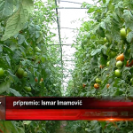 poljoprivreda paradajz